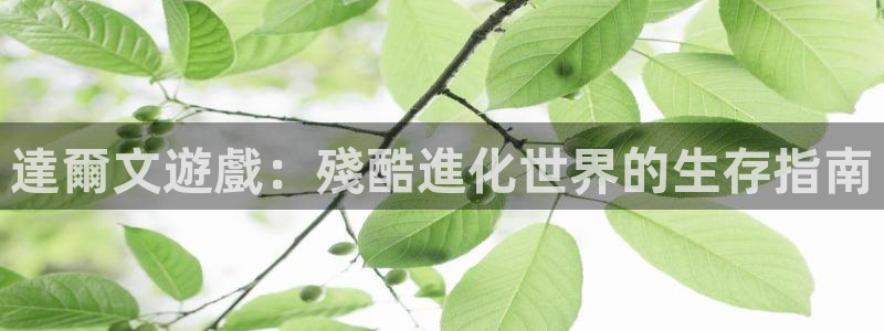 顺盈娱乐
